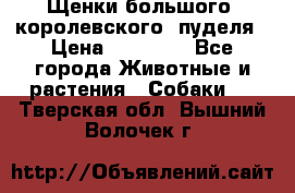 Щенки большого (королевского) пуделя › Цена ­ 25 000 - Все города Животные и растения » Собаки   . Тверская обл.,Вышний Волочек г.